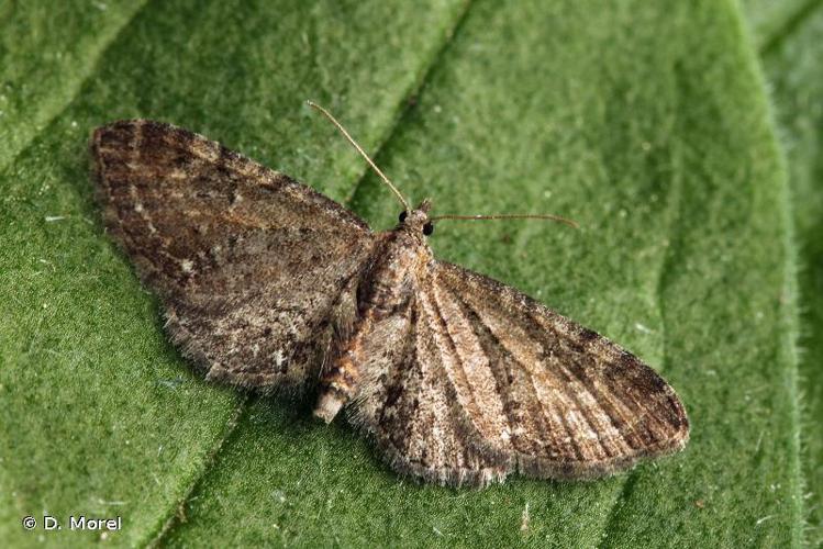 Eupithécie triponctuée (L') (Eupithecia tripunctaria) © D. Morel