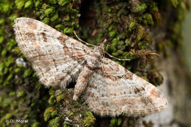 Fausse-Eupithécie (La) (Gymnoscelis rufifasciata) © D. Morel