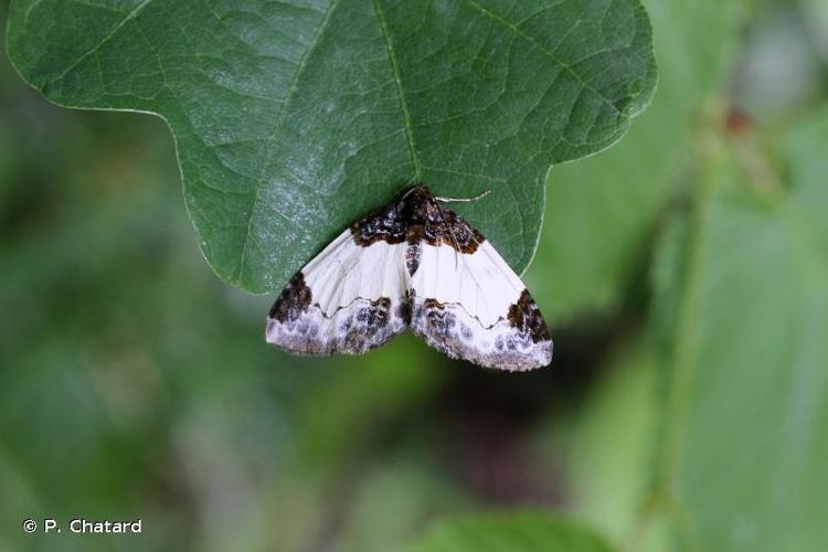 Phalène de la Ronce (La) (Mesoleuca albicillata) © P. Chatard