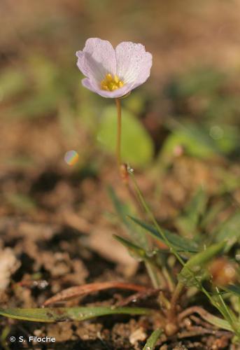 Baldellia repens © S. Filoche