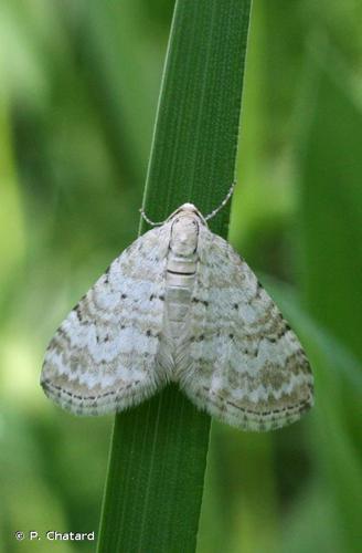 Périzome du Rhinanthe (La) (Perizoma albulata) © P. Chatard