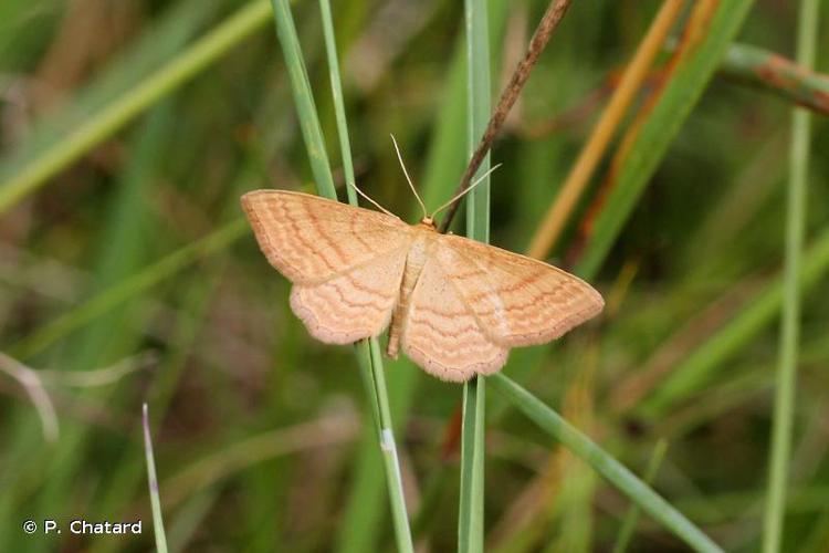 Acidalie ocreuse (L') (Idaea ochrata) © P. Chatard