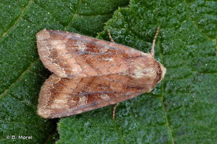 Noctuelle du Thélyptéris (La) (Lacanobia splendens) © D. Morel