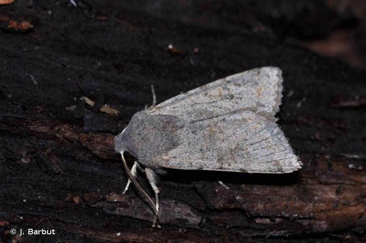 Orthosie du Peuplier (L') (Orthosia populeti) © J. Barbut