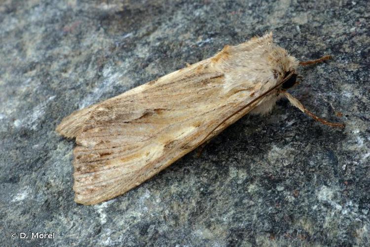 Doucette (La) (Apamea lithoxylaea) © D. Morel