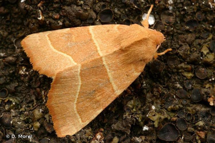 Xanthie topaze (La) (Atethmia centrago) © D. Morel