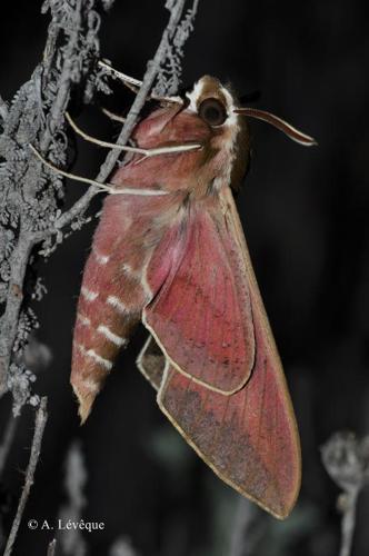 Sphinx de l'Euphorbe (Le) (Hyles euphorbiae) © A. Lévêque