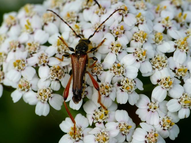 Calleux cycliste (Stenopterus rufus) © Morvan Debroize