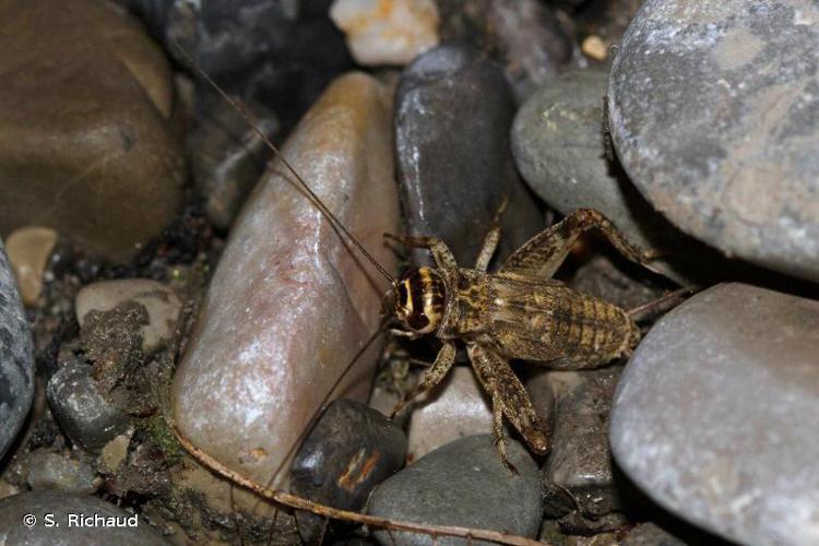 Grillon bordelais (Eumodicogryllus bordigalensis) © S. Richaud