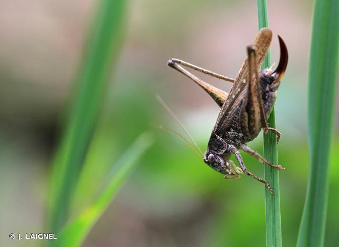 Decticelle grisâtre (Platycleis albopunctata) © J. LAIGNEL