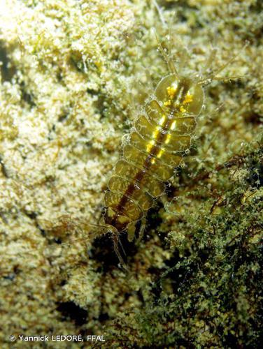 Aselle aquatique (L') (Asellus (Asellus) aquaticus) © Yannick LEDORÉ, FFAL