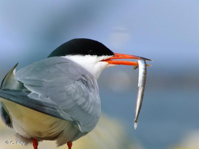 Sterne pierregarin (Sterna hirundo) © C. Roy