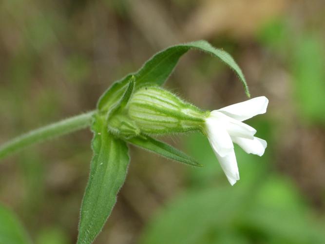 Compagnon blanc (Silene latifolia) © Morvan Debroize