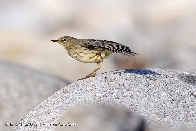 Pipit maritime (Anthus petrosus) © E. SANSAULT - ANEPE Caudalis