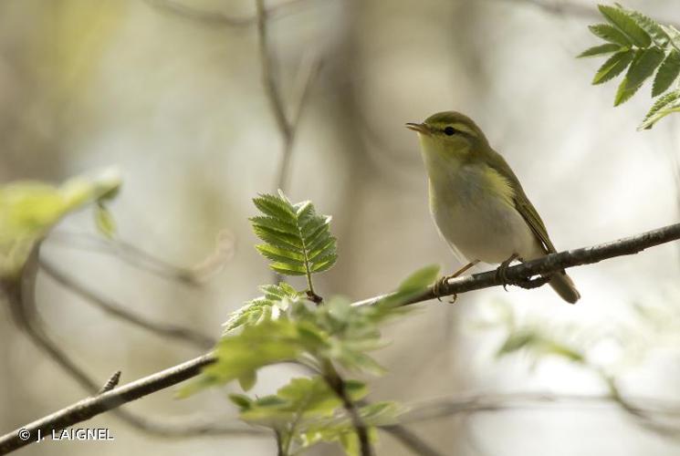 Pouillot siffleur (Phylloscopus sibilatrix) © J. LAIGNEL