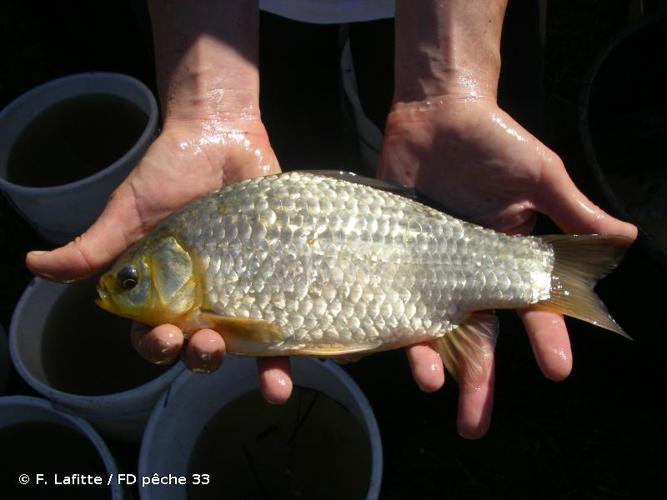 Carassin commun (Carassius carassius) © F. Lafitte / FD pêche 33