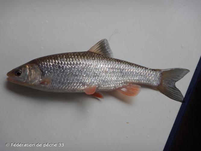 Chevaine (Squalius cephalus) © Fédération de pêche 33