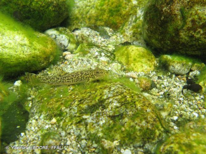 Loche franche (Barbatula barbatula) © Yannick LEDORÉ, FFAL