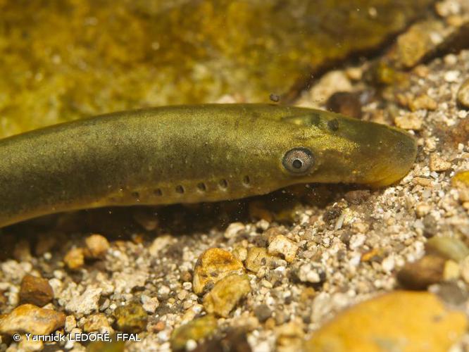 Lamproie de Planer (Lampetra planeri) © Yannick LEDORÉ, FFAL