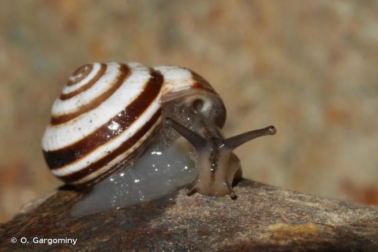 Caragouille globuleuse (Cernuella virgata) © O. Gargominy