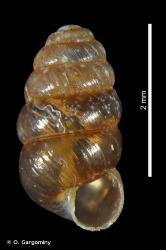 Columelle obèse (Columella aspera) © O. Gargominy