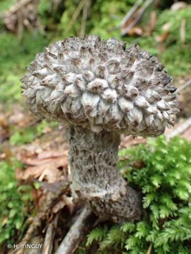 Bolet pomme de pin (Strobilomyces strobilaceus) © H. TINGUY