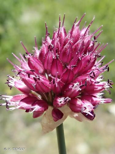 Ail à tête ronde (Allium sphaerocephalon) © H. TINGUY