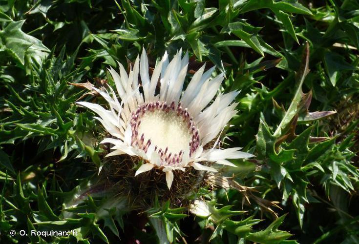 Carline sans tige (Carlina acaulis) © O. Roquinarc'h