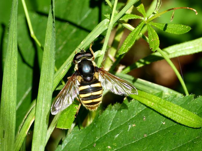 Sericomyia silentis © Morvan Debroize