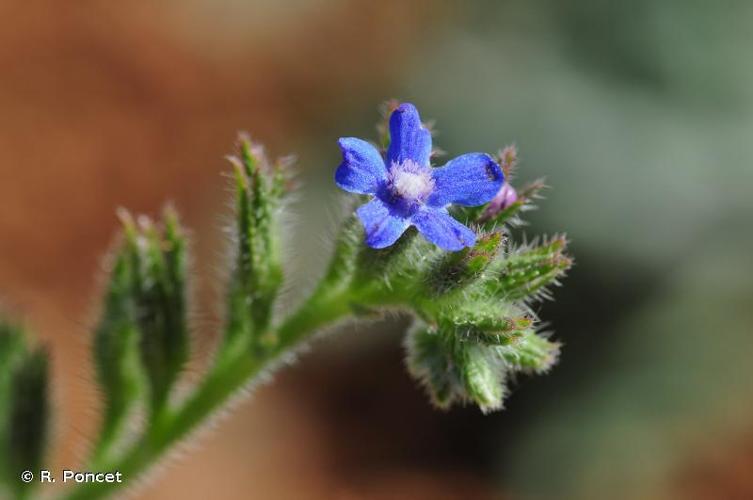 Buglosse d'Italie (Anchusa italica) © R. Poncet