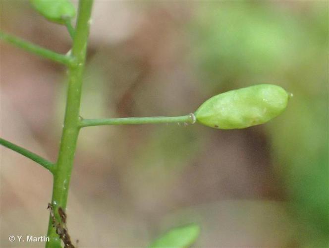 Drave des murailles (Draba muralis) © Y. Martin