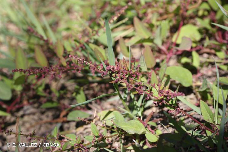 Limoine (Chenopodium polyspermum) © E. VALLEZ / CBNSA