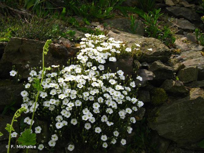 Sabline des montagnes (Arenaria montana) © F. Michalke