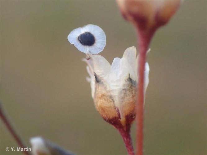 Espargoutte à cinq étamines (Spergula pentandra) © Y. Martin