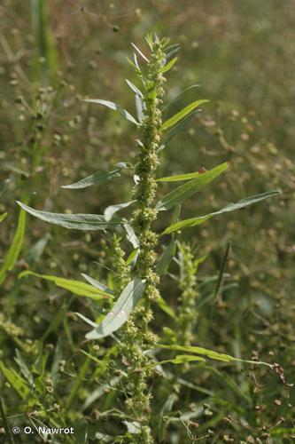 Patience des marais (Rumex palustris) © O. Nawrot