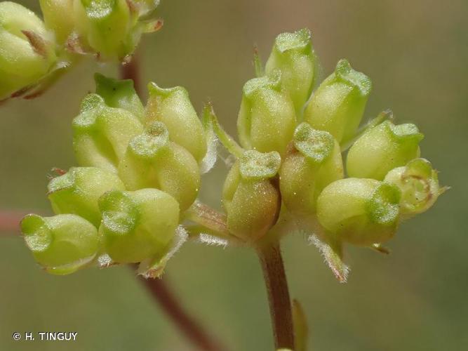 Mâche dentée (Valerianella dentata) © H. TINGUY