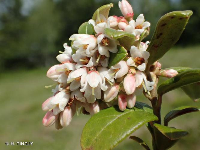 Airelle rouge (Vaccinium vitis-idaea) © H. TINGUY