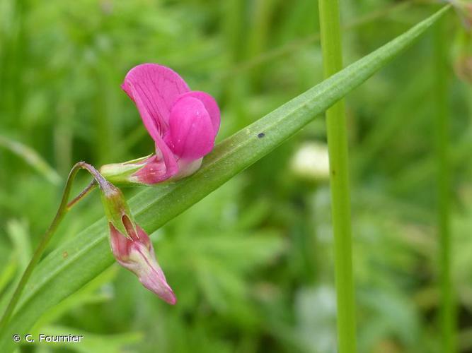 Gesse sans vrille (Lathyrus nissolia) © C. Fournier