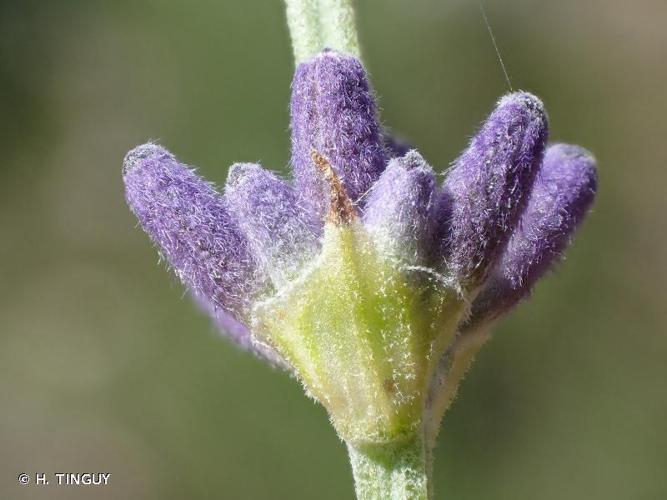 Lavande officinale (Lavandula angustifolia) © H. TINGUY