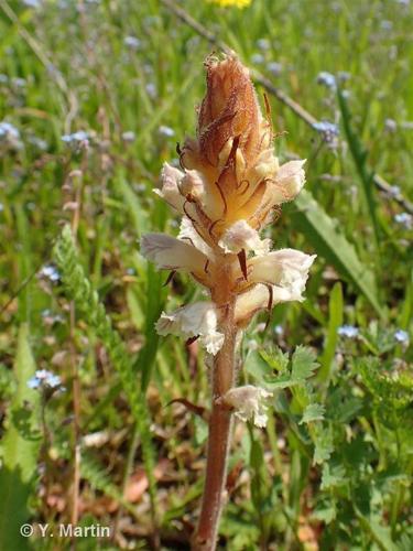 Orobanche de la picride (Orobanche picridis) © Y. Martin