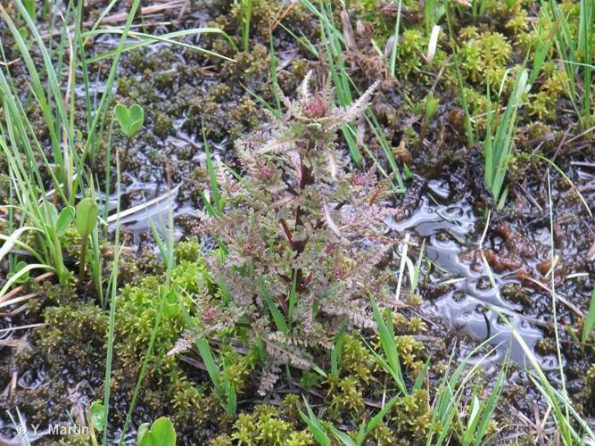 Pédiculaire des marais (Pedicularis palustris) © Y. Martin