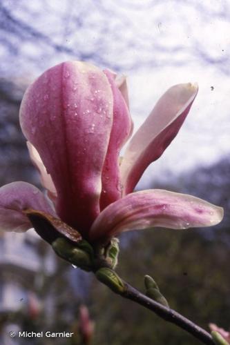 Magnolia de Soulange-Bodin (Magnolia x soulangeana) © Michel Garnier