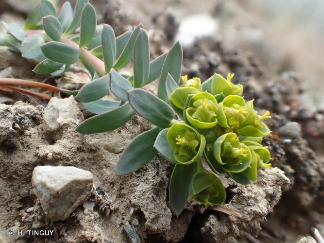Euphorbe de Séguier (Euphorbia seguieriana subsp. loiseleurii) © H. TINGUY
