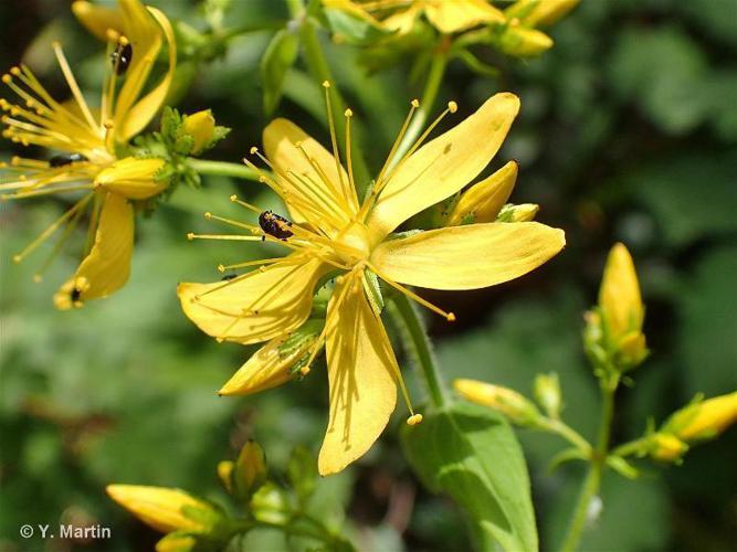 Millepertuis velu (Hypericum hirsutum) © Y. Martin