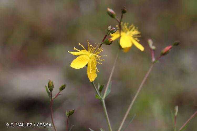 Millepertuis à feuilles de lin (Hypericum linariifolium) © E. VALLEZ / CBNSA