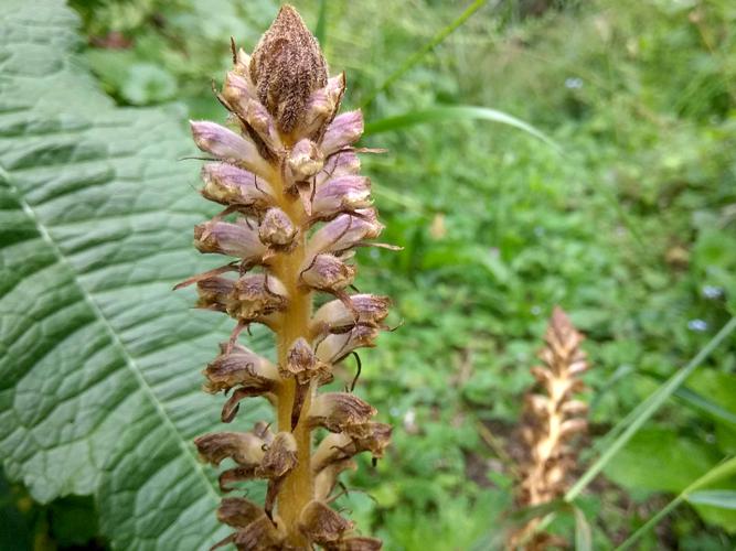 Orobanche à petites fleurs (Orobanche minor) © Sylvain Montagner