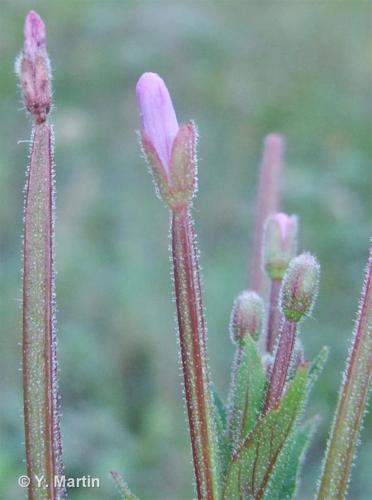 Épilobe à petites fleurs (Epilobium parviflorum) © Y. Martin