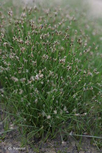 Scirpe épingle (Eleocharis acicularis) © O. Nawrot