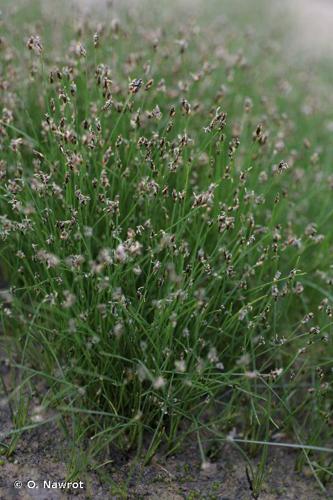 Scirpe épingle (Eleocharis acicularis) © O. Nawrot