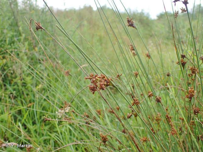 Jonc glauque (Juncus inflexus) © Y. Martin